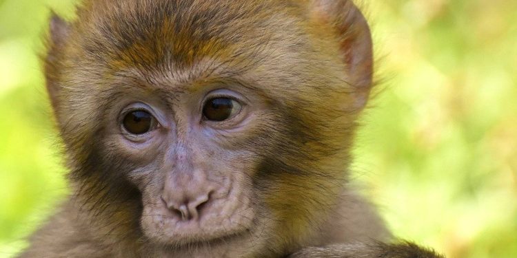 Experimentos de trasplantes en macacos ayudarían a comprender por qué los humanos rechazan órganos ajenos. / Foto: Agencia SINC.