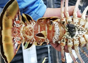 Veda para pesca de Langosta del Caribe estará vigente por cuatro meses. / Foto: DCA.