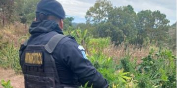 Las autoridades reportaron un avalúo total de lo incautado durante el 2024 que asciende a 2 mil 784 millones 695 mil 624.31 quetzales. / Foto: PNC