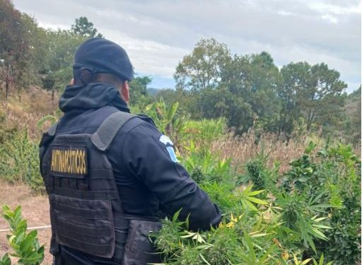 Las autoridades reportaron un avalúo total de lo incautado durante el 2024 que asciende a 2 mil 784 millones 695 mil 624.31 quetzales. / Foto: PNC