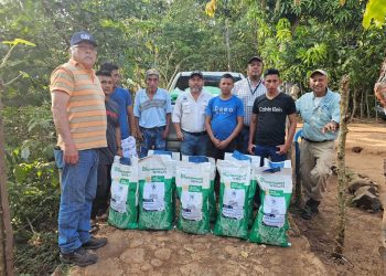Los agricultores afiliados a la Alianza Campesina de Guatemala recibieron semillas de maíz híbrido blanco. / Foto: MAGA
