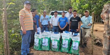 Los agricultores afiliados a la Alianza Campesina de Guatemala recibieron semillas de maíz híbrido blanco. / Foto: MAGA