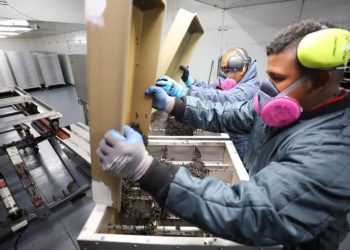 Moscas estériles del gusano barrenador criadas en laboratorios. / Foto: MAGA.