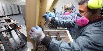 Moscas estériles del gusano barrenador criadas en laboratorios. / Foto: MAGA.