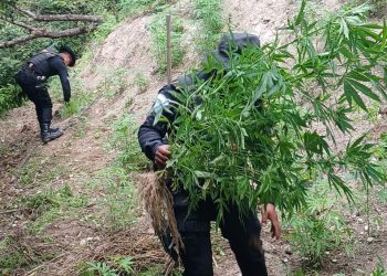 Erradican marihuana en Totonicapán. / Foto: PNC.