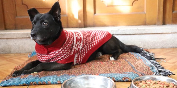 Las mascotas dependen de sus dueños para mantenerse cómodas y protegidas en esta temporada. / Foto: MAGA