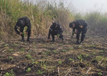 PNC erradica más de 38 mil matas de marihuana en Petén