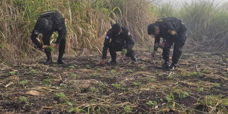 PNC erradica más de 38 mil matas de marihuana en Petén