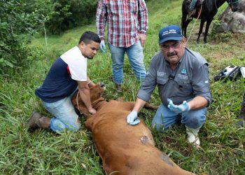 Según el último informe del MAGA, se han registrado 98 casos acumulados de Gusano Barrenador del Ganado. / Foto: MAGA