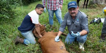 Según el último informe del MAGA, se han registrado 98 casos acumulados de Gusano Barrenador del Ganado. / Foto: MAGA