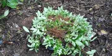 Destruyen plantación de coca en Petén. / Foto: PNC.