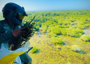 Ejército lanzó propágulos de mangle desde un helicóptero para repoblar con esta especie las zonas de difícil acceso. / Foto: Ejército de Guatemala.