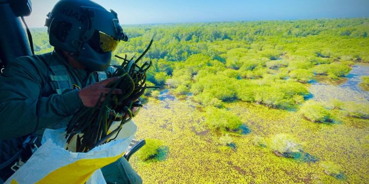 Ejército lanzó propágulos de mangle desde un helicóptero para repoblar con esta especie las zonas de difícil acceso. / Foto: Ejército de Guatemala.
