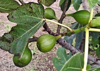 Los higos, tanto frescos como secos, son ideales para quienes buscan una alternativa natural y saludable a los dulces procesados. / Foto: MAGA