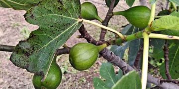 Los higos, tanto frescos como secos, son ideales para quienes buscan una alternativa natural y saludable a los dulces procesados. / Foto: MAGA