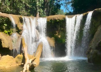Recuerdan la importancia de la protección de los bosques en Petén