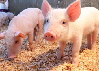 Diaco descarta alzas de precios de la carne de cerdo. / Foto: MAGA.
