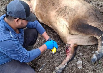 Inspecciones por la amenaza del gusano barrenador. / Foto: MAGA.
