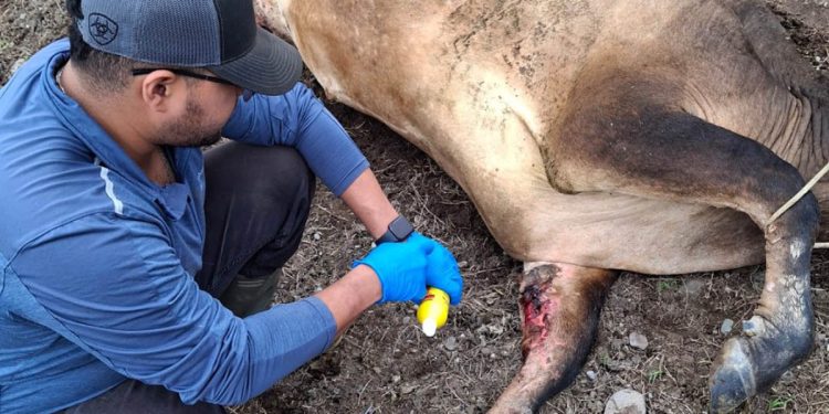 Inspecciones por la amenaza del gusano barrenador. / Foto: MAGA.