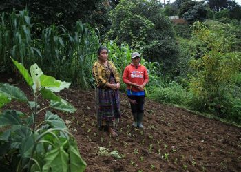 El crédito Tob’anik es un Fondo de Apoyo a los Pequeños y Medianos Productores Agrícolas que ofrece financiamiento con condiciones favorables. / Foto: MAGA