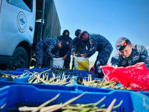 Propágulos de mangle recolectados y luego esparcidos vía aérea. / Foto: Ejército de Guatemala.