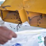El trillado del frijol, un proceso clave en la producción agrícola