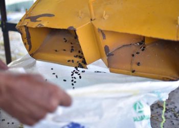 El trillado del frijol es una etapa esencial en la producción agrícola, ya que garantiza la calidad y conservación del producto final. / Foto: MAGA.