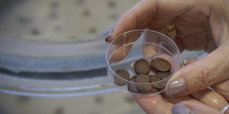 Instituciones acuden a los bancos de semillas para recuperar especies perdidas por desastres naturales.