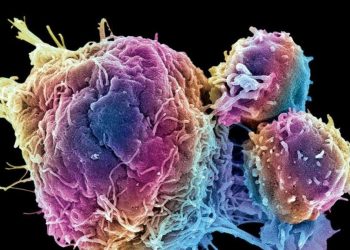 Células grasas modificadas muestran capacidad para absorver el cáncer.