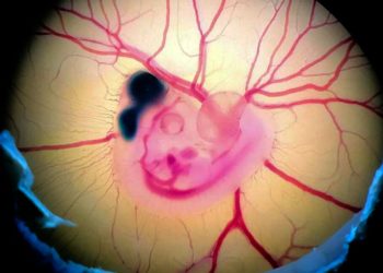 El cerebro de las aves tiene neuronas y circuitos diferente a las de los mamíferes.