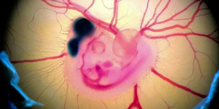 El cerebro de las aves tiene neuronas y circuitos diferente a las de los mamíferes.