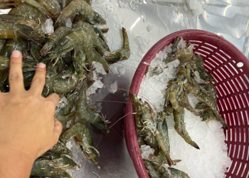 La autorización para exportar camarón a Nicaragua representa una oportunidad económica para los productores guatemaltecos. / Foto: MAGA