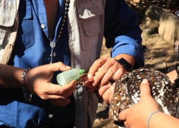 Vacunación aviar La implementación de esta estrategia no solo beneficiará a los avicultores, sino también a los consumidores. / Foto: MAGA