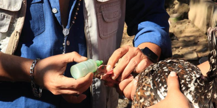 Vacunación aviar La implementación de esta estrategia no solo beneficiará a los avicultores, sino también a los consumidores. / Foto: MAGA