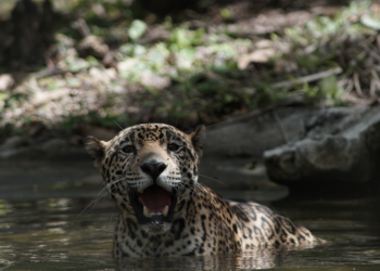 Modelos de conservación permiten la protección de biodiversidad. (Foto Conap)