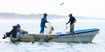 El MAGA hace un llamado a los pescadores y comercializadores a respetar la veda y colaborar con las autoridades en la preservación de la langosta del Caribe. / Foto: MAGA.