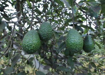 Aguacate Hass guatemalteco. / Foto: MAGA.