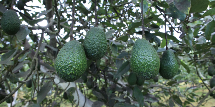 Aguacate Hass guatemalteco. / Foto: MAGA.