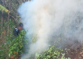 De acuerdo con el avalúo oficial, esta plantación tenía un valor aproximado de 13 mil 023.24 quetzales. / Foto: PNC