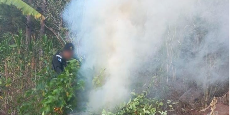 De acuerdo con el avalúo oficial, esta plantación tenía un valor aproximado de 13 mil 023.24 quetzales. / Foto: PNC