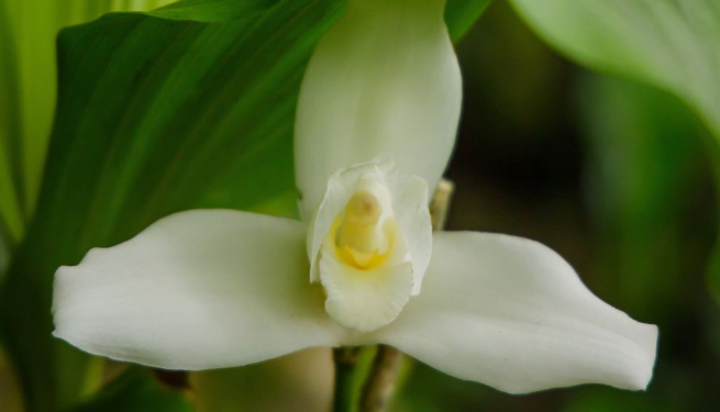 Día Nacional de la Monja Blanca. /Foto: Conap.