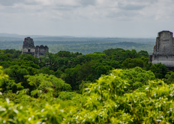 Conap cumple 36 años en el resguardo de la biodiversidad. (Foto: Conap)