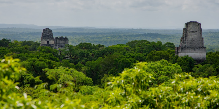 Conap cumple 36 años en el resguardo de la biodiversidad. (Foto: Conap)
