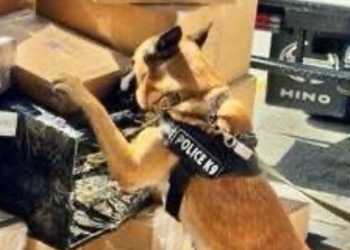 La acción fue llevada a cabo por una unidad K9 de la SGAIA. / Foto: Embajada