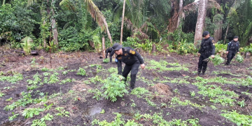 PNC erradica matas de marihuana y coca en San Marcos y Petén. (Foto: PNC)