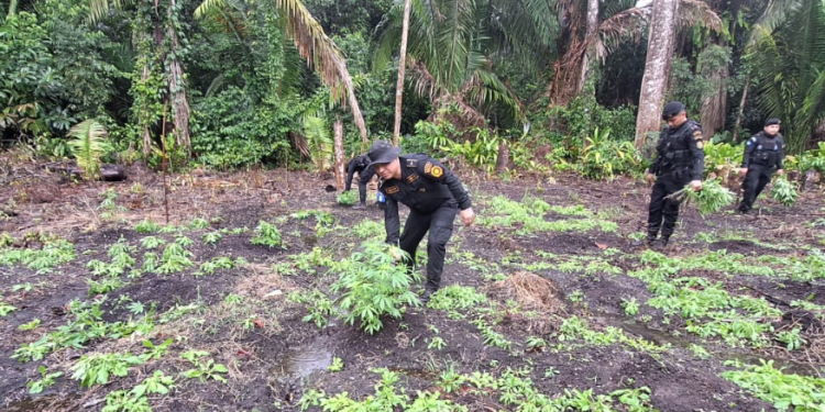 PNC erradica matas de marihuana y coca en San Marcos y Petén. (Foto: PNC)