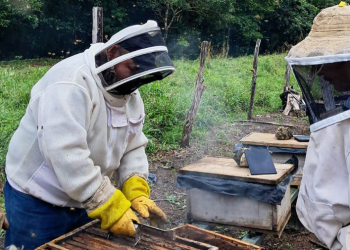 Las acciones implementadas por MAGA a través de Vipetén buscan garantizar la salud de las colmenas. / Foto: MAGA