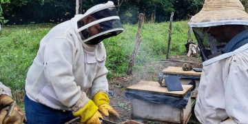 Las acciones implementadas por MAGA a través de Vipetén buscan garantizar la salud de las colmenas. / Foto: MAGA