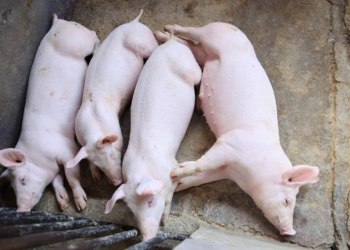 Garantizar una producción porcina sana es parte del compromiso del MAGA con la seguridad alimentaria del país. / Foto: MAGA