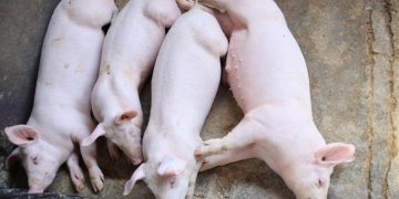 Garantizar una producción porcina sana es parte del compromiso del MAGA con la seguridad alimentaria del país. / Foto: MAGA